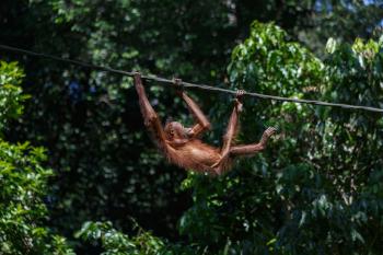 Orangutan in tree