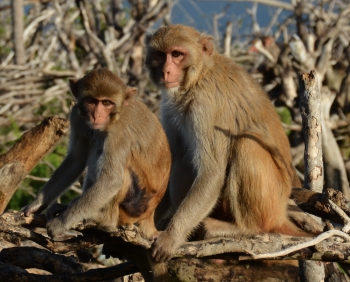 Rhesus macaques resting in the remnants of a forest that was destroyed when Hurricane Maria directly hit Cayo Santiago island and Puerto Rico in September, 2017.