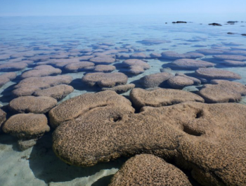 Close-up photo of living stromatolites at Shark Bay, Western Australia.