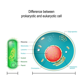 ภาพประกอบของเซลล์โปรคาริโอตและเซลล์ยูคาริโอต
