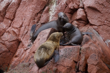 Seals on a rocky cliff in Islas Ballestas, Peru.