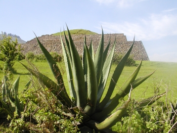 Maguey Plant, also known as the Agave plant with Calixtlahuaca Temple in background 