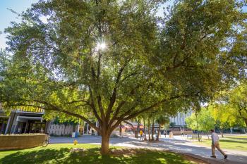 Southern live oak on Katy Mall in Tempe