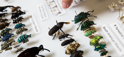 Insect collection