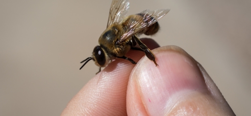 Honey bee at ASU bee lab