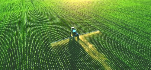 Man tending to crops