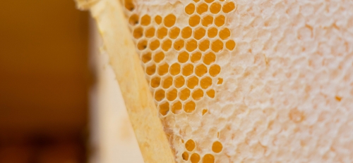 Beehive frame full of honey