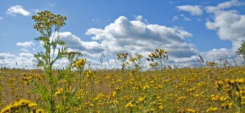 Oklahoma field blooming with flowers.