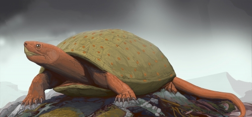 Graphic illustration of a turtle.