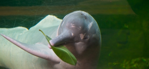 The Amazon river dolphin.