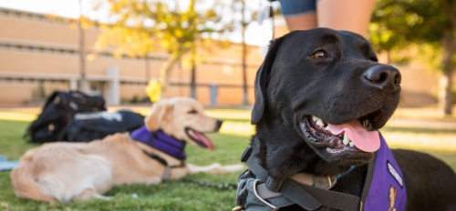 Black lab dog sits on the grass in the foreground while a yellow lab puppy sits behind it.
