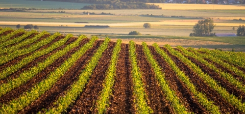 Landscape photo of rows of plants on farmland.