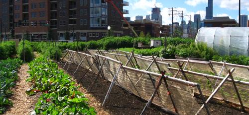 Rows of a garden are shown in front of an urban apartment building.