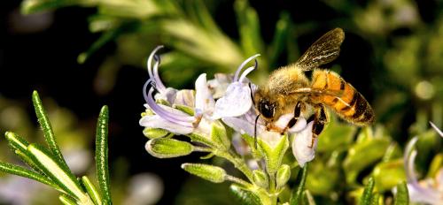 Foraging honey bee