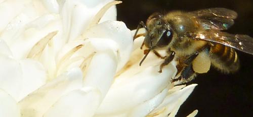 A honey bee feeds on the flower of a coffee plant.