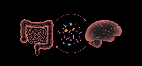 Illustration of gut and brain communicating