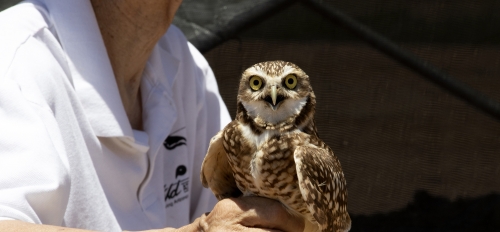 Wild at Heart's Greg Clark safely holds the legs of one of the first burrowing owls to be relocated at ASU Polytechnic campus