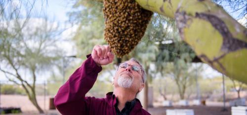 Robert E. Page Jr. founded the Honey Bee Research Facility at ASU's Polytechnic campus