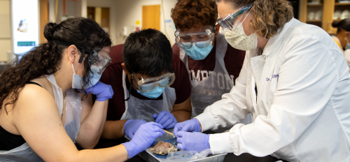 Students wearing goggles and gloves gathered around a tray with a sheep's heart as an instructor wearing a white lab coat shows them how to dissect it.