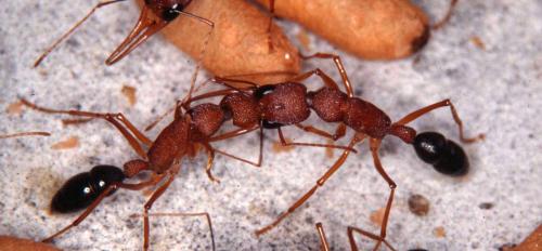 dominance biting in ants