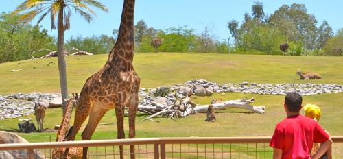 Giraffe at Phoenix Zoo
