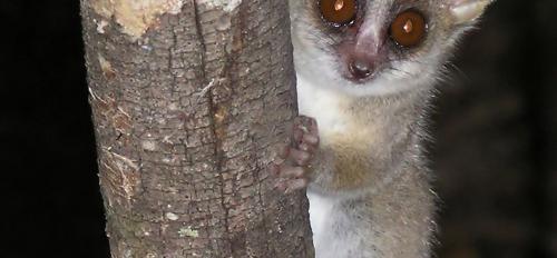 Grey-mouse lemur 