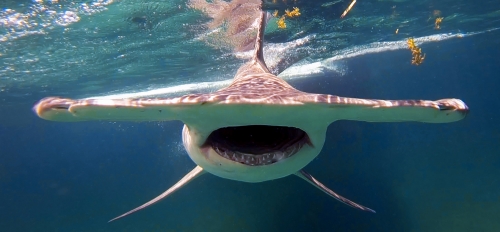 Hammer head shark just below surface of the water