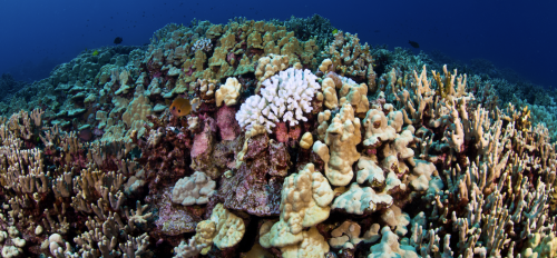 Coral Bleaching in Hawaii.