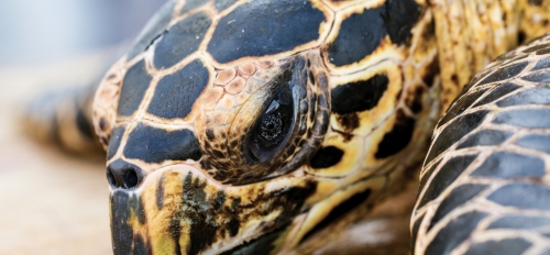Close-up shot of the head of an East Pacific hawksbill turtle.