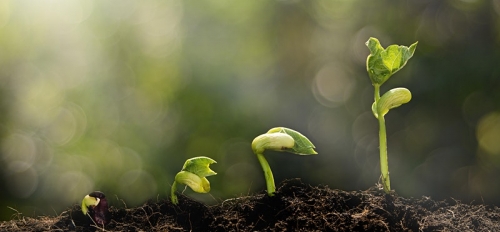 Image of a seedling growing at different phases