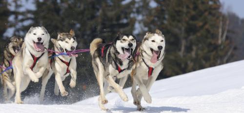 An image of sled dogs racing in snow