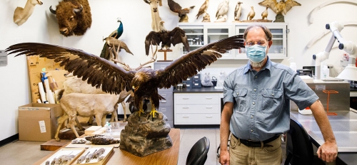 ASU Associate Professor Jay Taylor stands next to a taxidermy golden eagle, part of the ASU Ornithology Collection.