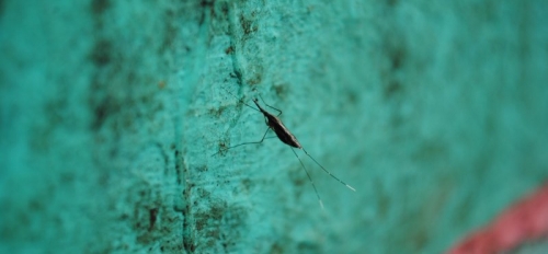 Malaria mosquito resting on a wall.
