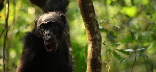 "Marlene" chimpanzee from Ngogo community