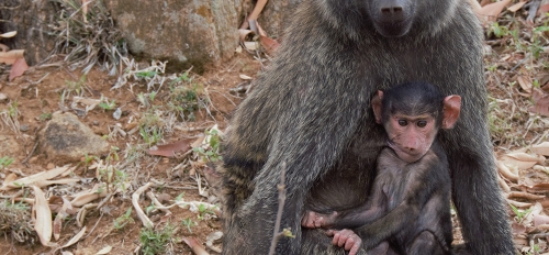 Mother and baby baboon.