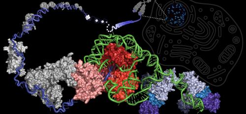 illustration depicting the enzyme telomerase