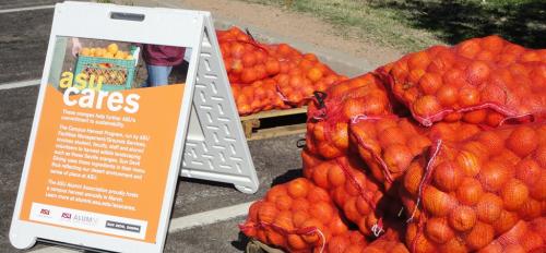 ASU Cares 2013 orange harvest