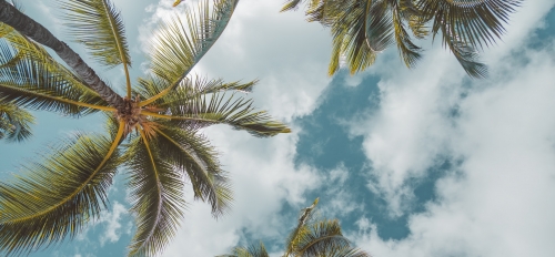 View from the ground looking up at palm trees silhouetted by a blue sky and clouds.