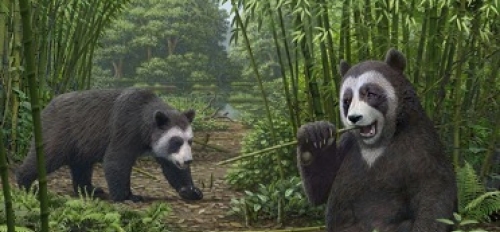 Illustration of ancestral pandas eating bamboo.