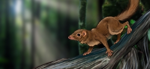 Illustration of a common treeshrew on a branch.