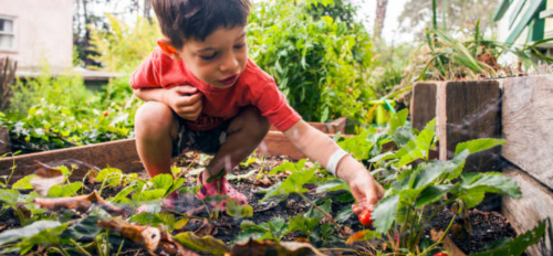 Stock Image - Young child in a garden bed