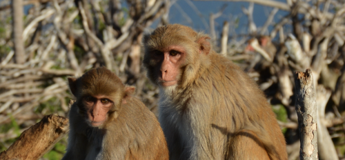 Rhesus macaques resting in the remnants of a forest that was destroyed when Hurricane Maria directly hit Cayo Santiago island and Puerto Rico in September, 2017.