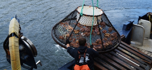 A fisherman raises a steel crab trap with the catch of the day.