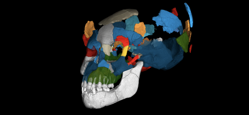 computer image of skull pieces fitting together