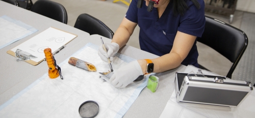 A researcher in a lab seated at table wearing glasses and white gloves applies powder with a brush to a fractured femur bone.
