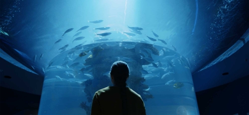 Person looking up at aquarium