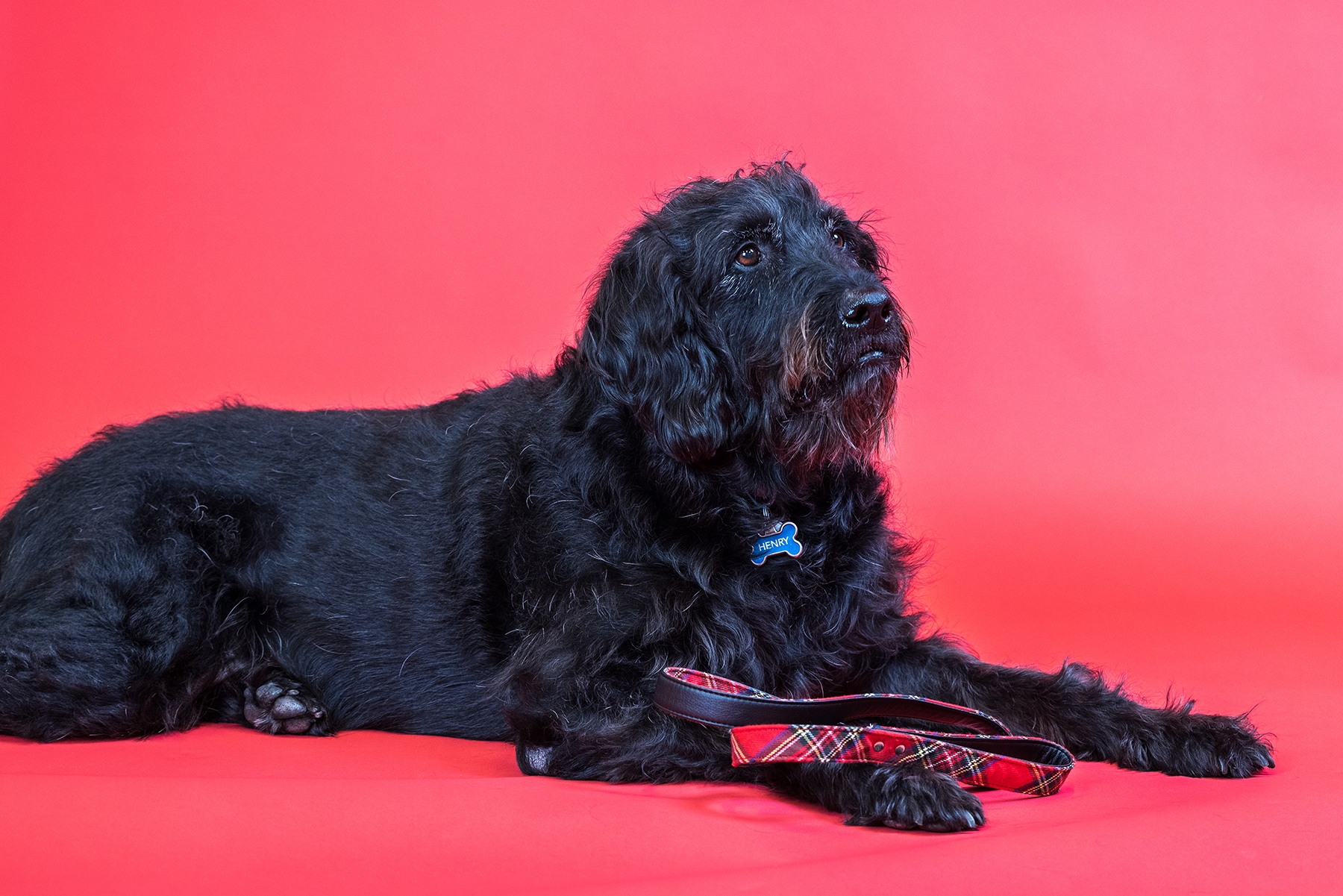 portrait of black dog on red background