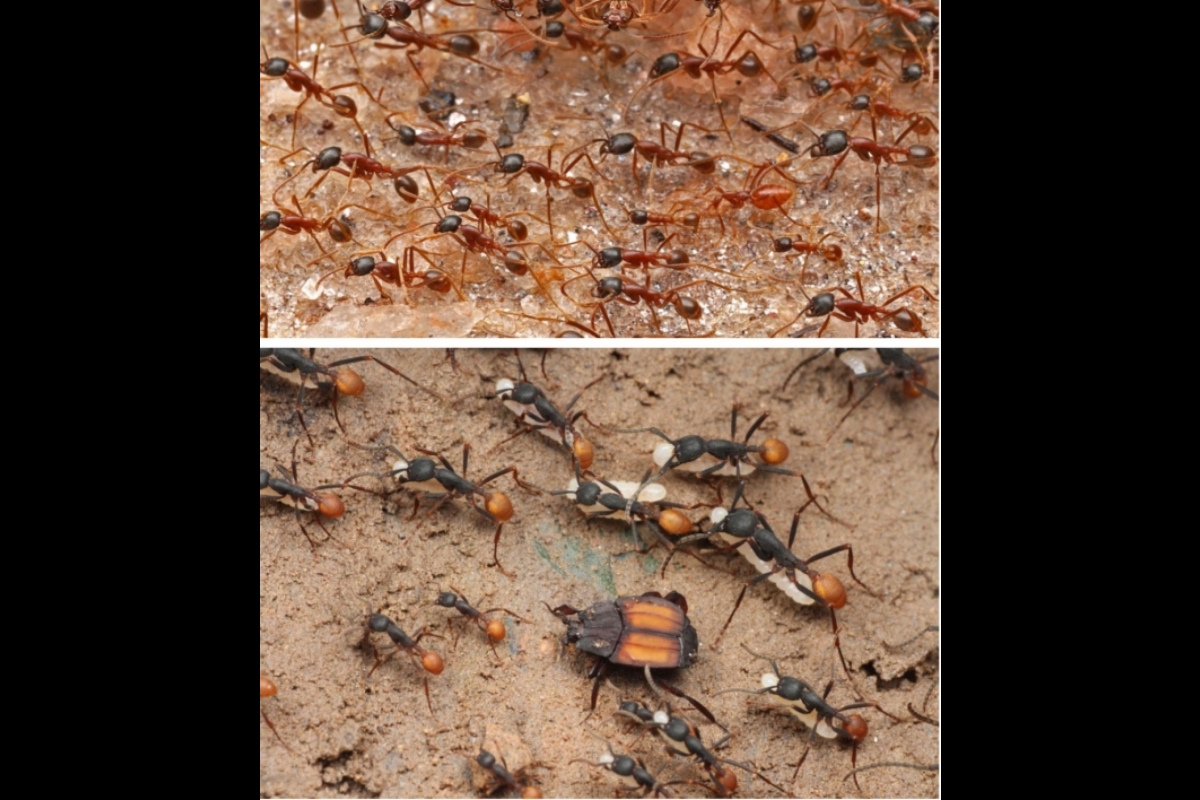 Collage of photos of a Pseudomimeciton rove beetle (Aleocharine) traveling with a column of Labidus army ants.