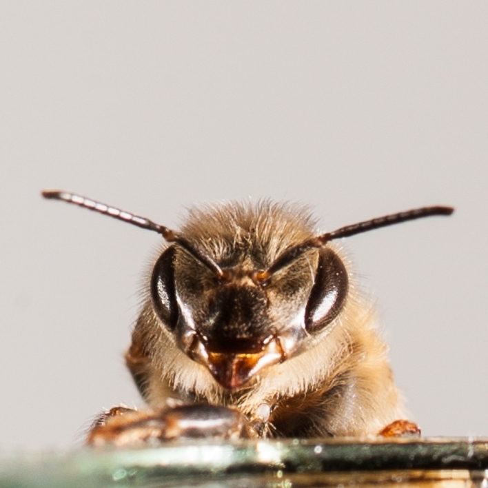 Close-up view of a honeybee's face.