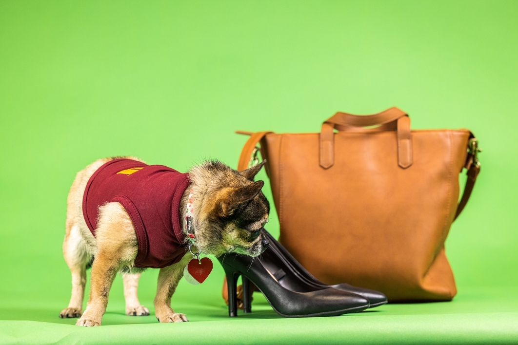 portrait of pug-mix dog on green background next to shoes and a purse